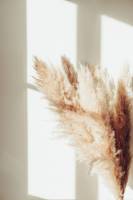 Plakat Pampas 21x30cm beige