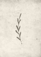 Plakat Autumn Leaf 50x70cm beige