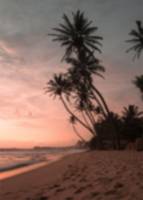 Plakat Summer 50x70cm rosa