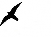 Fugleskræmmer pictogram 19,5x25cm sort
