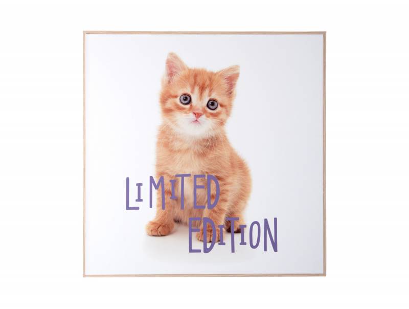 Lærreds billede Kitten Limited Edition 40cm