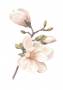 Akvarelplakat-21x30cm-med-kirsebaergren-i-rosa-og-groen