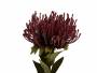 Kunstig-plante-Protea-Flower-102x597cm-roed-1