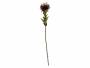 Kunstig-plante-Protea-Flower-102x597cm-roed