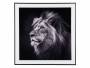 Laerreds-billede-Lion-50cm-sort-og-hvid