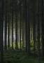 Plakat-Woods-21x30cm-med-dybgroen-skov-motiv